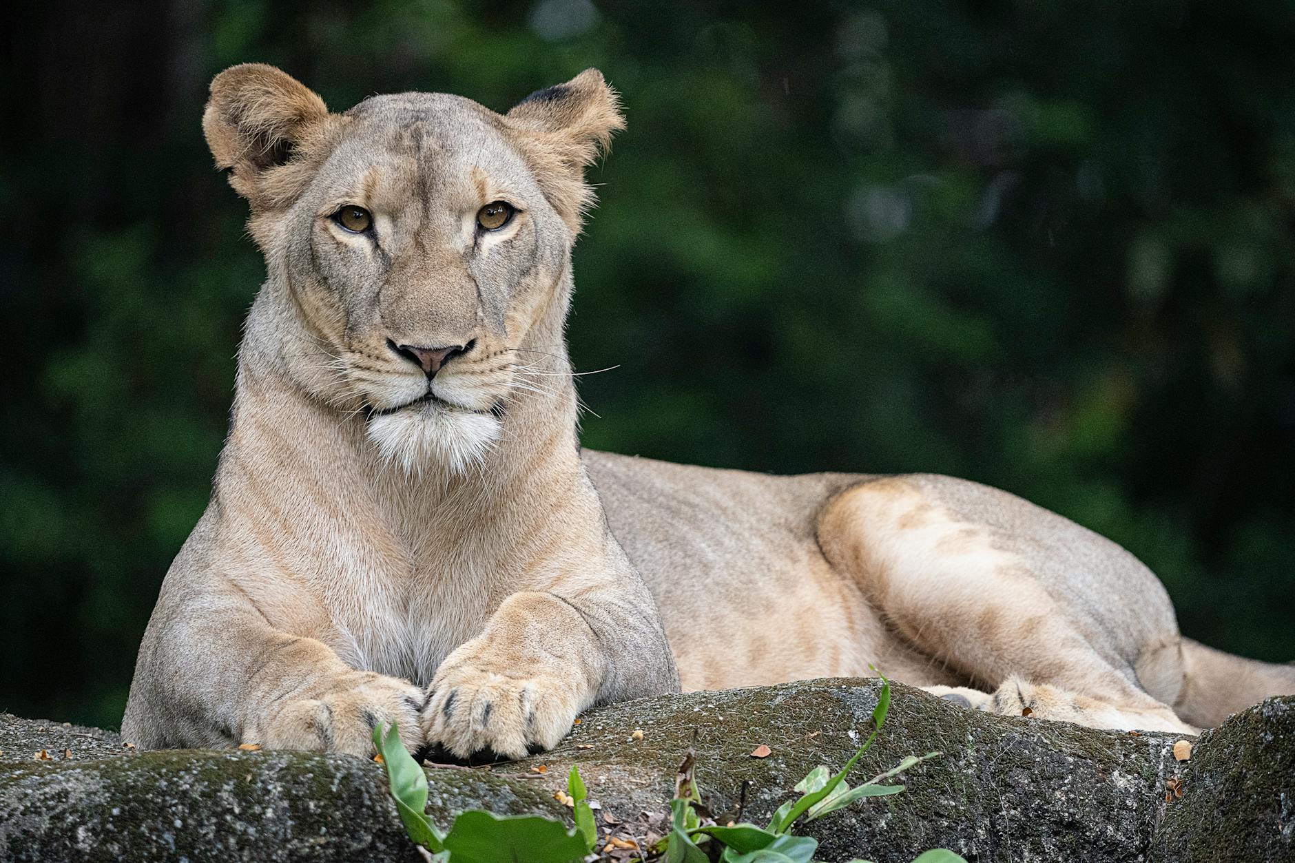 Singapore City Highlights & Sentosa Escape - 5 Days holiday gallery photo 5